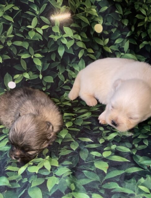 Shihtzu X Pomeranian Puppies
