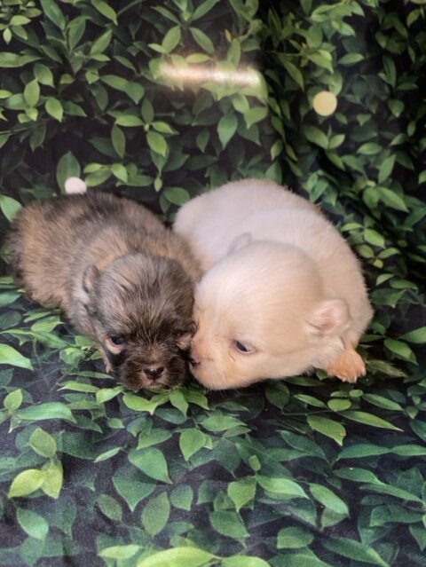 Shihtzu X Pomeranian Puppies