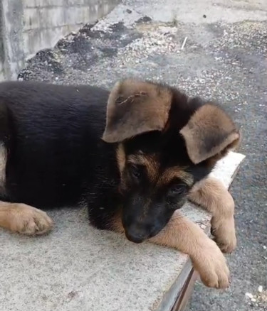 German Shepherds(pups)