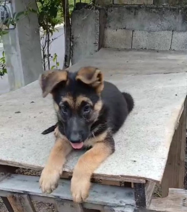 German Shepherds(pups)