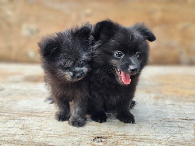 Pomeranian Shihtzu