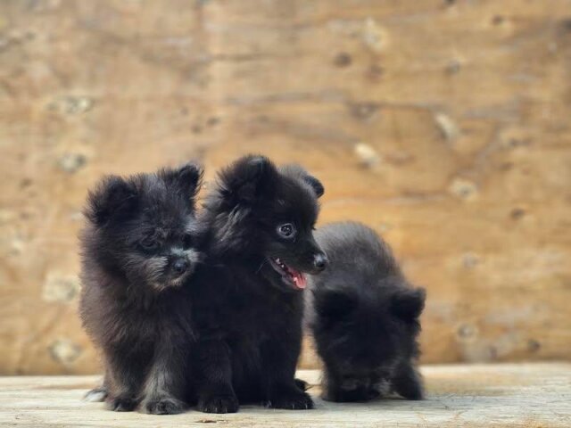 Pomeranian Shihtzu
