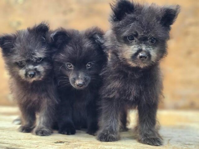 Pomeranian Shihtzu