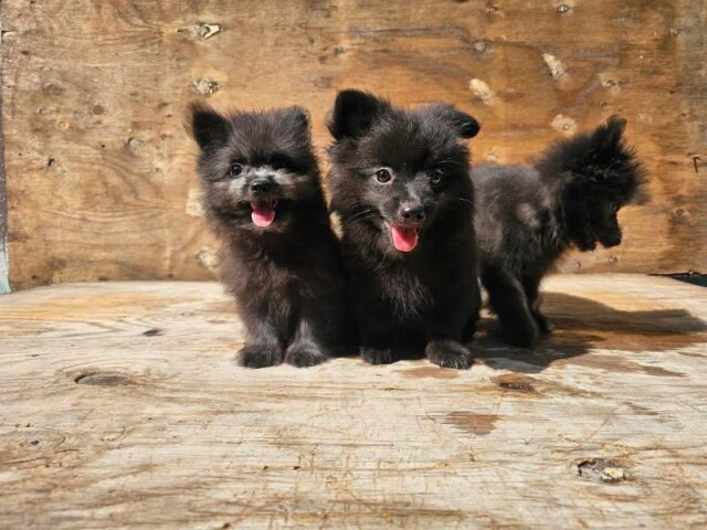 Pomeranian Shihtzu