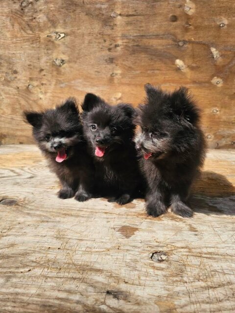 Pomeranian Shihtzu