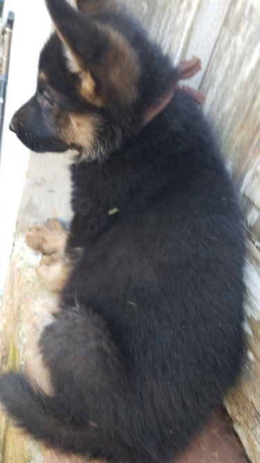 German Shepherd Puppies Selling