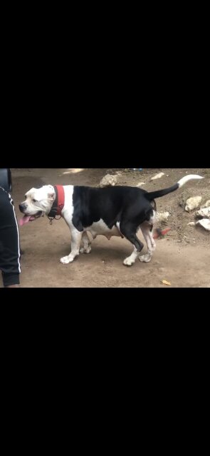 MALE AMERICAN BULLY