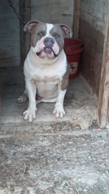 MALE AMERICAN BULLY