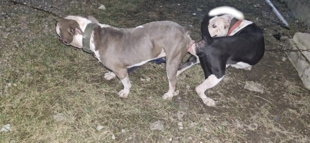 MALE AMERICAN BULLY