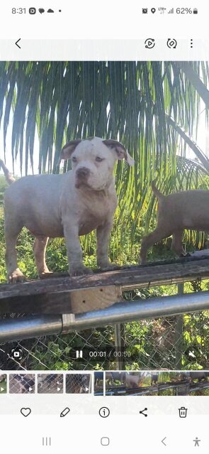 MALE AMERICAN BULLY