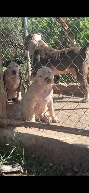 MALE AMERICAN BULLY