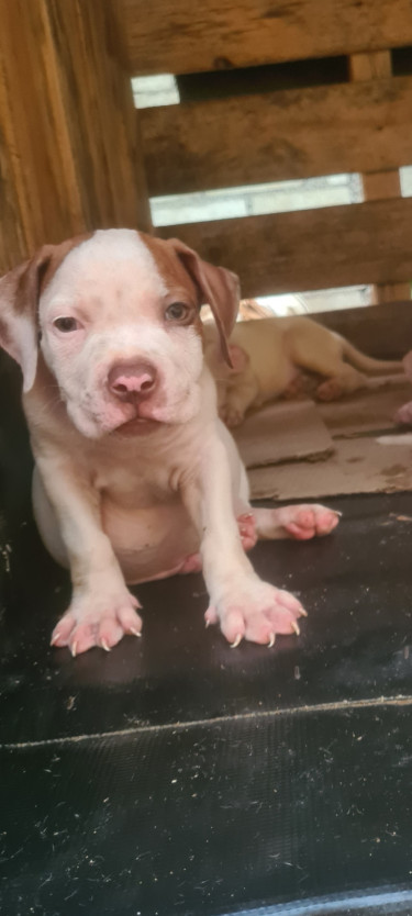 PITBULL PUPS FOR REHOMING 8762921460