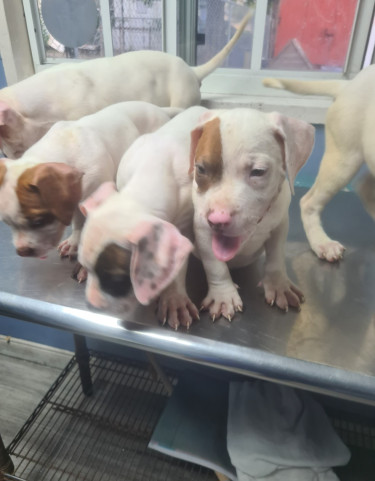 PITBULL PUPS FOR REHOMING 8762921460