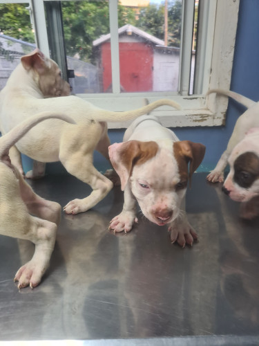 PITBULL PUPS FOR REHOMING 8762921460