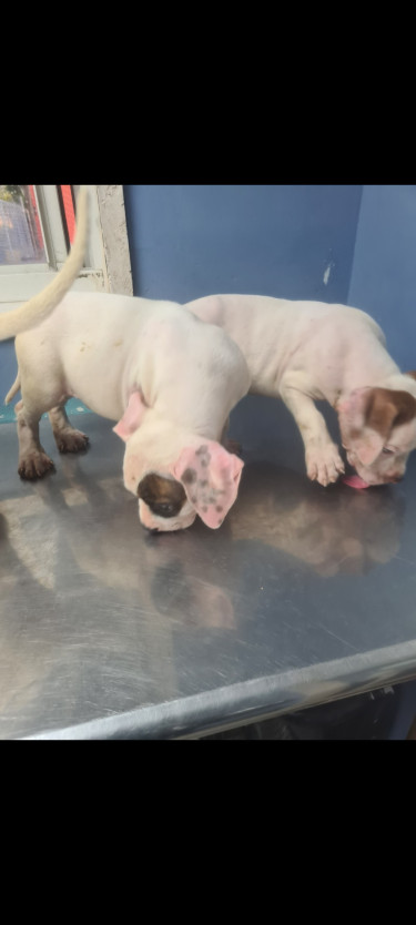 PITBULL PUPS FOR REHOMING 8762921460