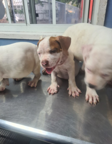 PITBULL PUPS FOR REHOMING 8762921460