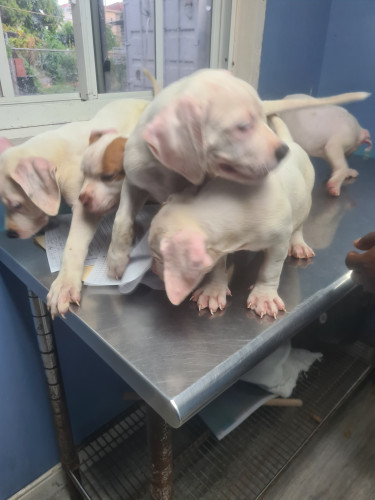 PITBULL PUPS FOR REHOMING 8762921460