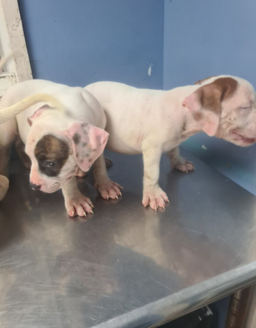 PITBULL PUPS FOR REHOMING 8762921460