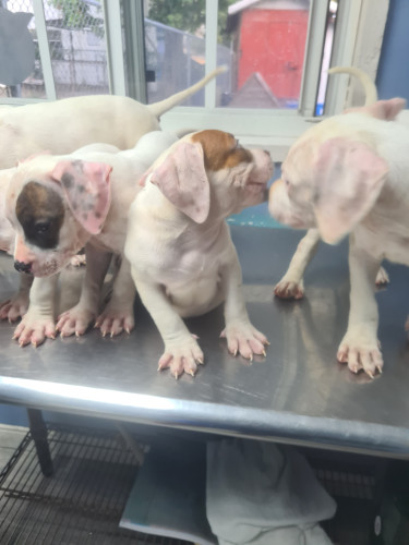 PITBULL PUPS FOR SALE 8762921460