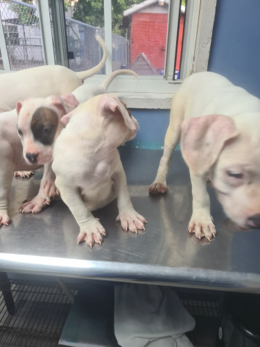 PITBULL PUPS FOR SALE 8762921460