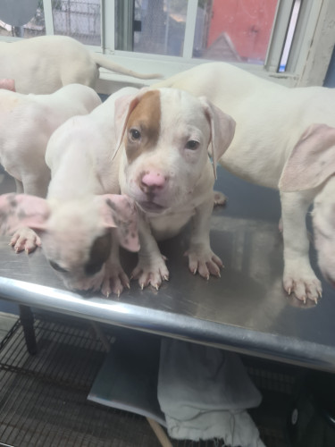 PITBULL PUPS FOR SALE 8762921460