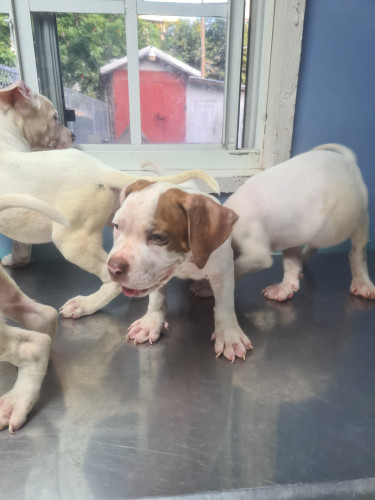 PITBULL PUPS FOR SALE 8762921460