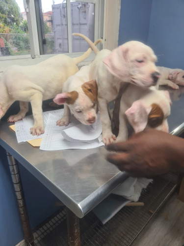 PITBULL PUPS FOR SALE 8762921460