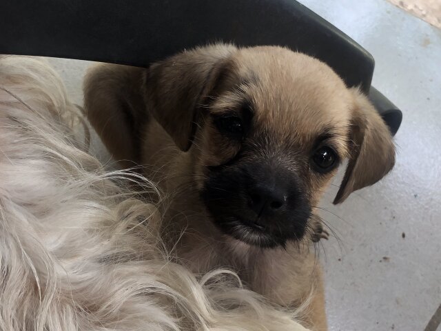 Free Shitzu Mix Breed