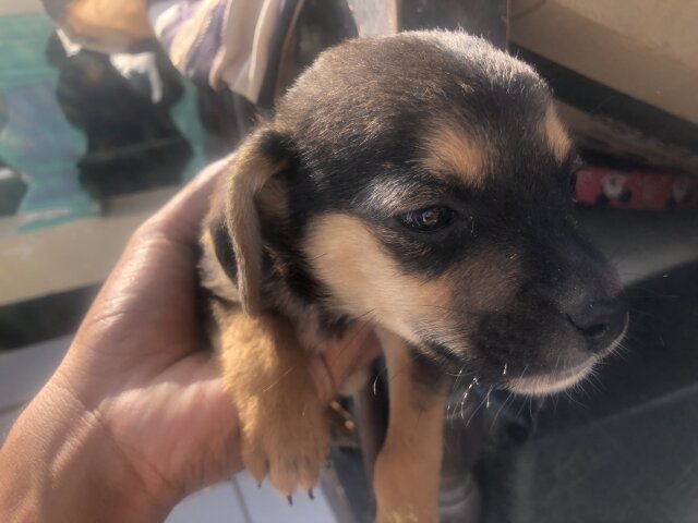 Free Shitzu Mix Breed