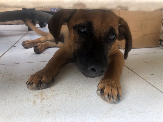 Free Shitzu Mix Breed