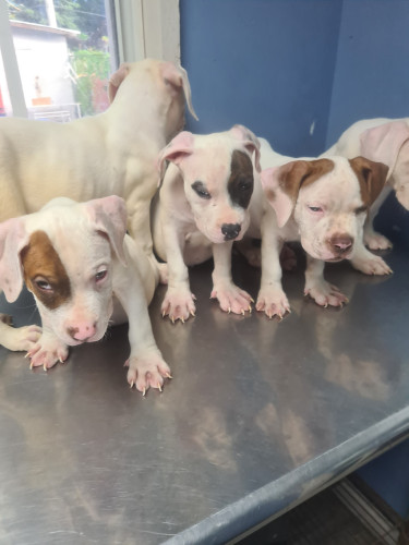 PITBULL PUPS UP FOR SALE.CONTACT 8762921460