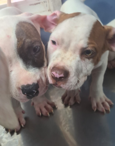 PITBULL PUPS UP FOR SALE.CONTACT 8762921460