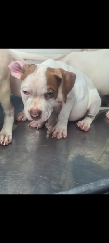 PITBULL PUPS UP FOR SALE.CONTACT 8762921460