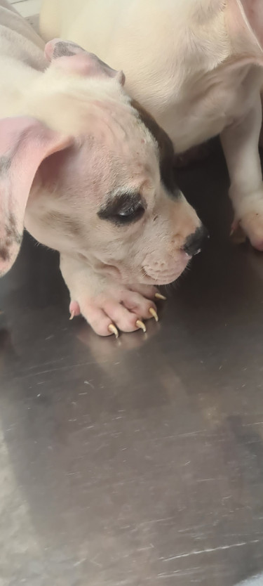 PITBULL PUPS UP FOR SALE.CONTACT 8762921460