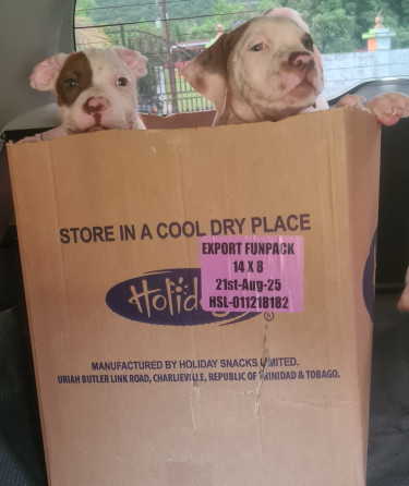 PITBULL PUPS UP FOR SALE.CONTACT 8762921460