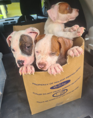 PITBULL PUPS UP FOR SALE.CONTACT 8762921460