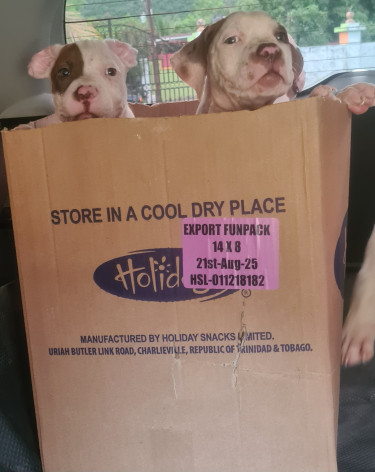 PITBULL PUPS UP FOR SALE.CONTACT 8762921460