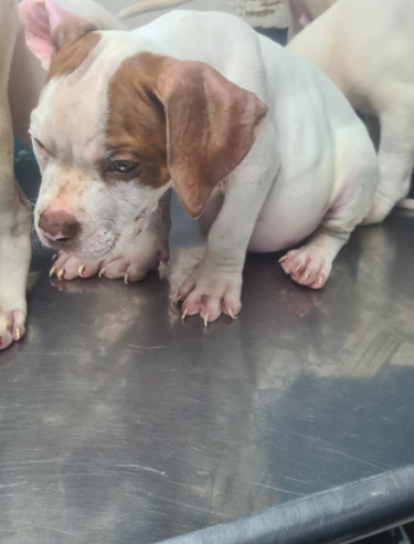 PITBULL PUPS UP FOR SALE.CONTACT 8762921460