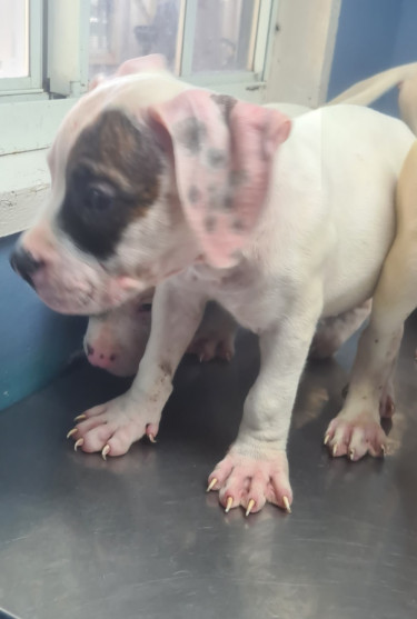 PITBULL PUPS UP FOR SALE.CONTACT 8762921460