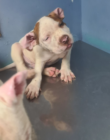 PITBULL PUPS UP FOR SALE.CONTACT 8762921460
