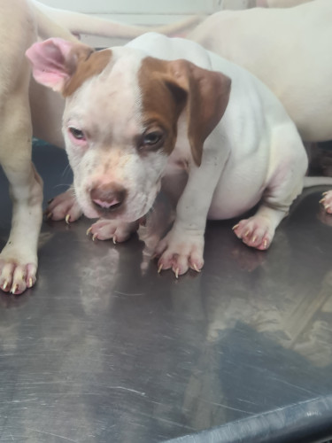PITBULL PUPS UP FOR SALE.CONTACT 8762921460