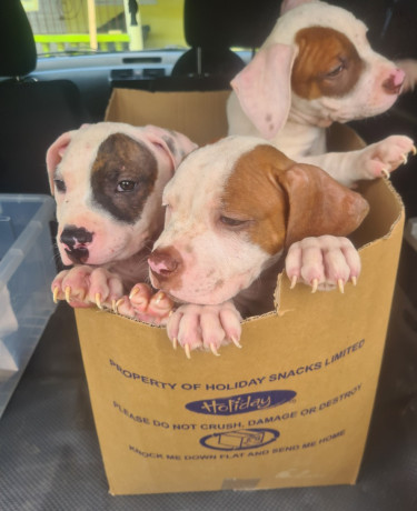 PITBULL PUPS UP FOR SALE.CONTACT 8762921460