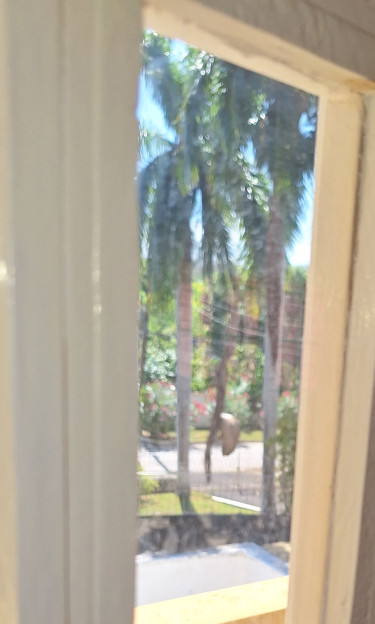 Eight- 40-60 FEET Large Palm Trees For Sale