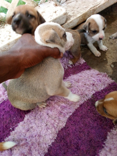 Mixed Breed Pitbull Mixed Puppies 