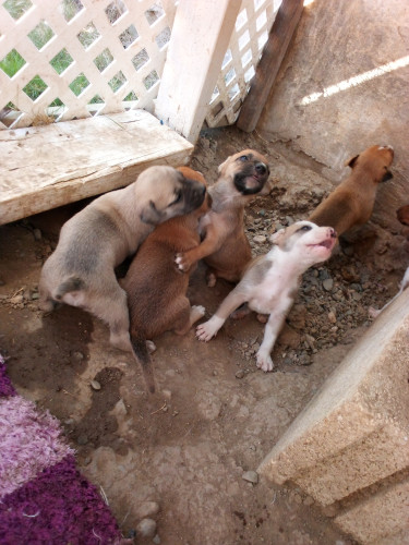 Mixed Breed Pitbull Mixed Puppies 