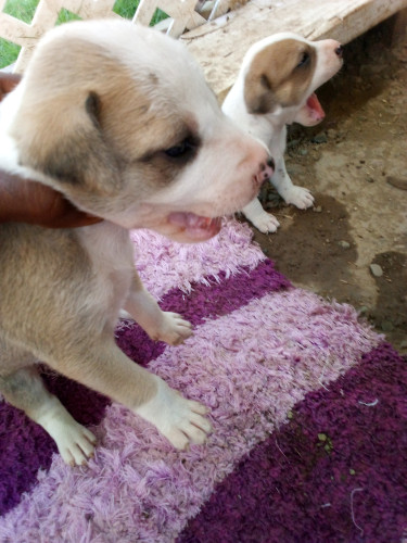 Mixed Breed Pitbull Mixed Puppies 