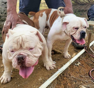 Bulldog 