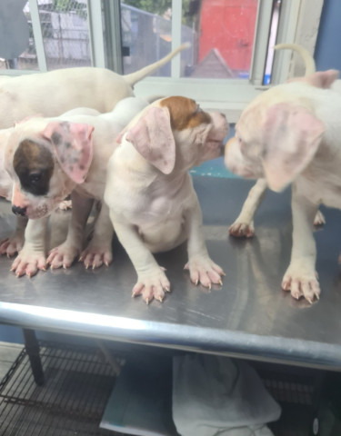 PITBULL PUPS FOR SALE.CONTACT 8762921460