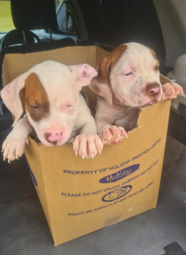 PITBULL PUPS FOR SALE.CONTACT 8762921460