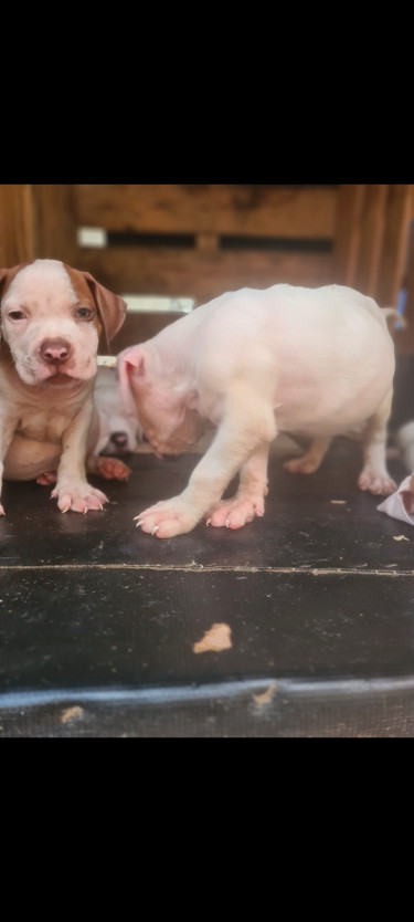 PITBULL PUPS FOR SALE.CONTACT 8762921460